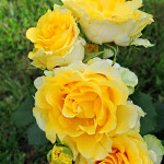 Миниатюра 3. Роза 