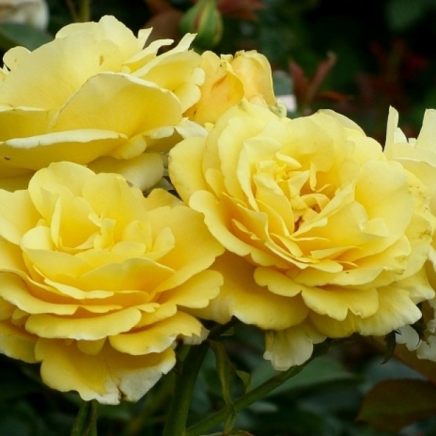 Фото 4. Роза 