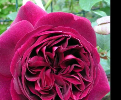 Роза Kate в каталоге СЦ Корекозево