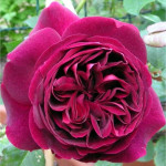 Миниатюра 1. Роза 