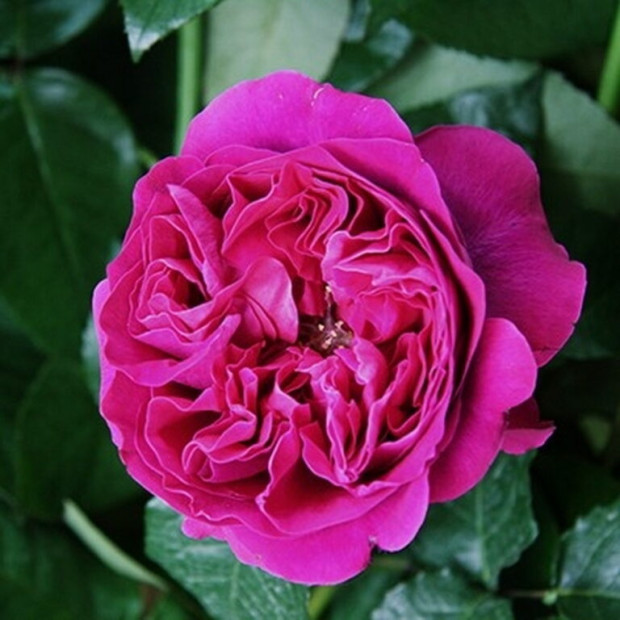 Фото 2. Роза 