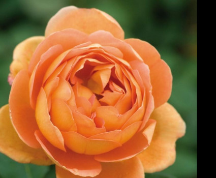 Роза Pat Austin в каталоге СЦ Корекозево