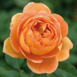 Миниатюра 1. Роза 