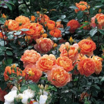 Миниатюра 2. Роза 