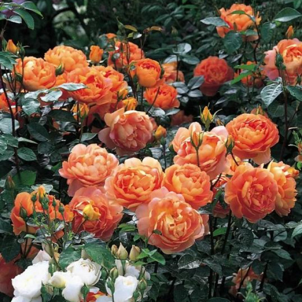 Фото 2. Роза 