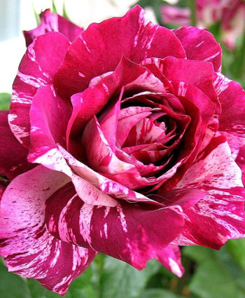 Роза Purple Tiger в каталоге СЦ Корекозево