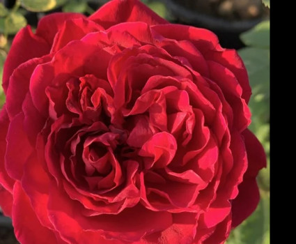 Роза Tess в каталоге СЦ Корекозево