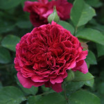 Миниатюра 2. Роза 