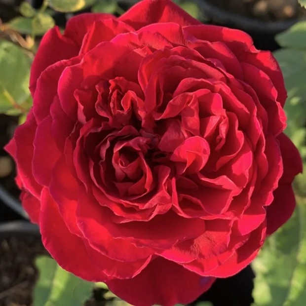 Фото 1. Роза 