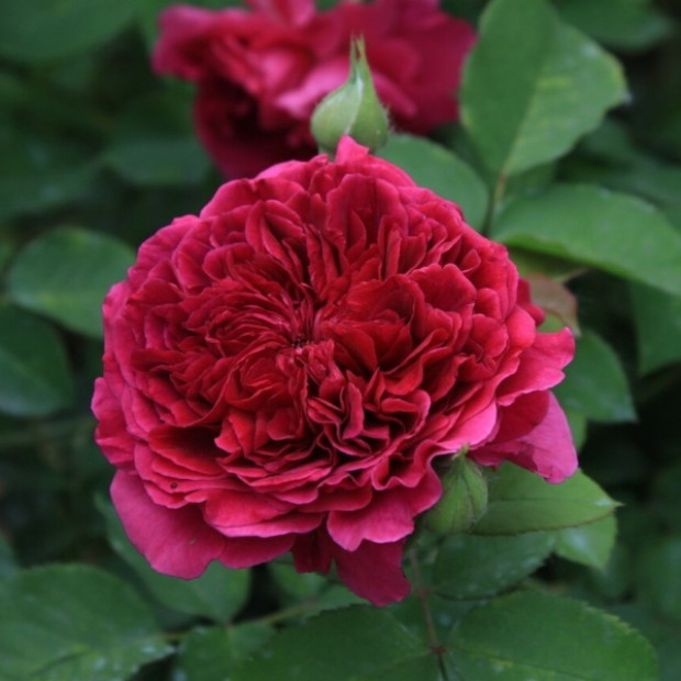 Фото 2. Роза 