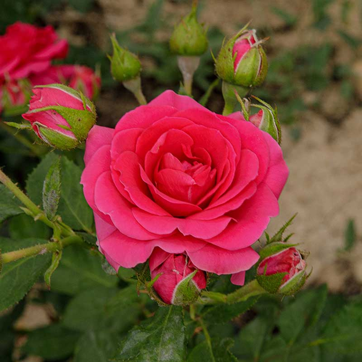 Роза Hi Ho в каталоге СЦ Корекозево