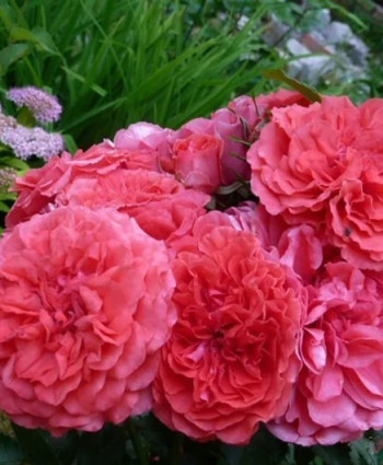 Роза Uetersens Rosenkonigin в каталоге СЦ Корекозево