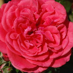 Миниатюра 2. Роза 