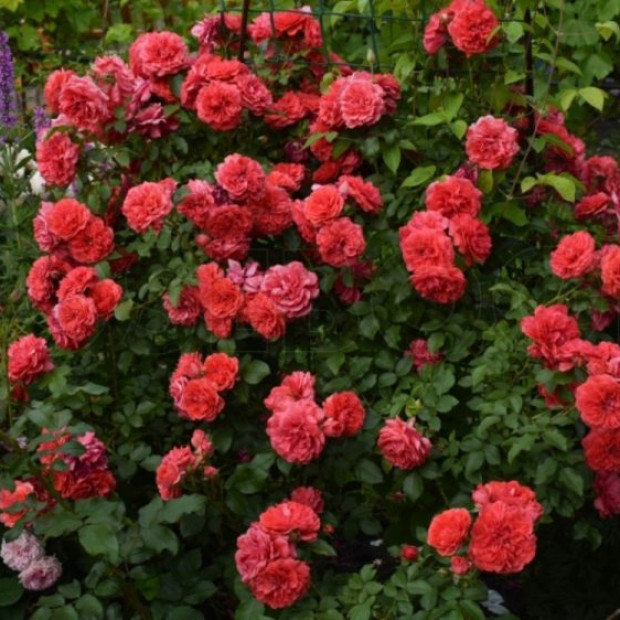 Фото 3. Роза 