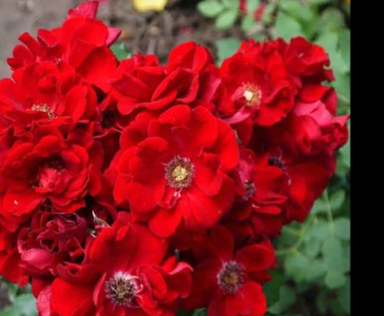 Роза Roter Korsar в каталоге СЦ Корекозево