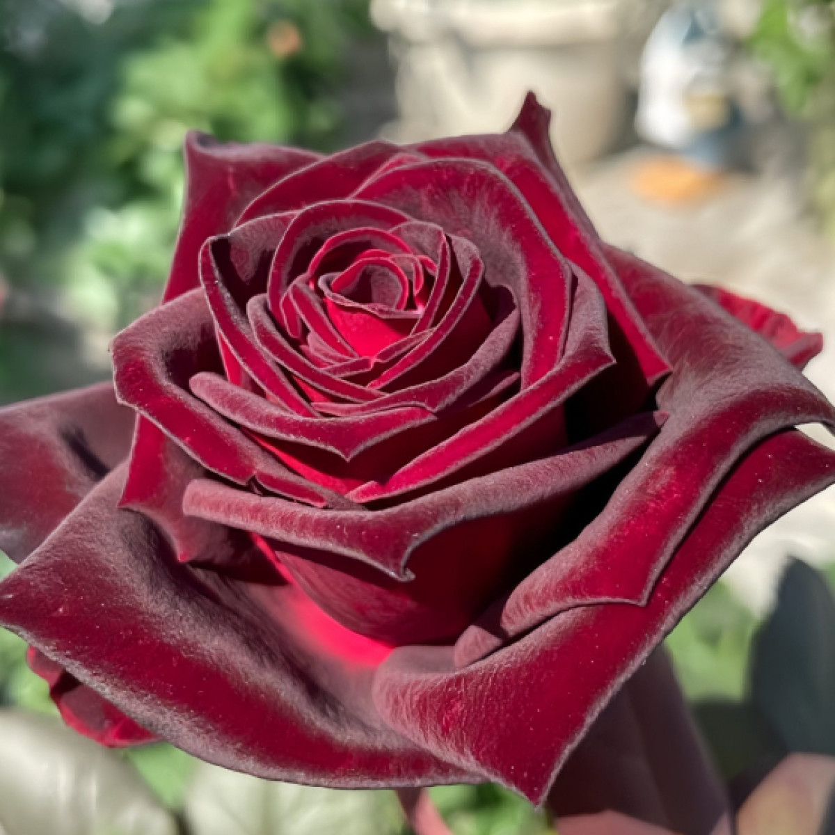 Роза Black Baccara в каталоге СЦ Корекозево