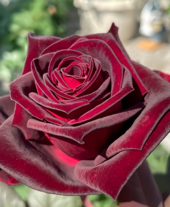 Роза Black Baccara в каталоге СЦ Корекозево