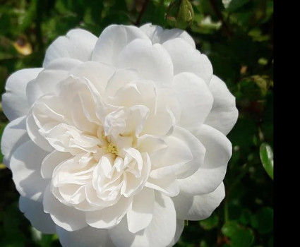 Роза Fis Klaim в каталоге СЦ Корекозево