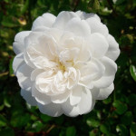 Миниатюра 1. Роза 