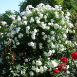 Миниатюра 2. Роза 