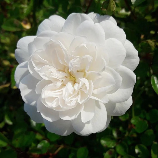 Фото 1. Роза 