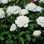 Миниатюра 2. Роза 