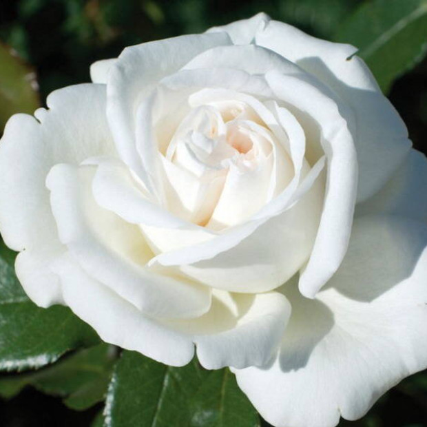 Фото 1. Роза 