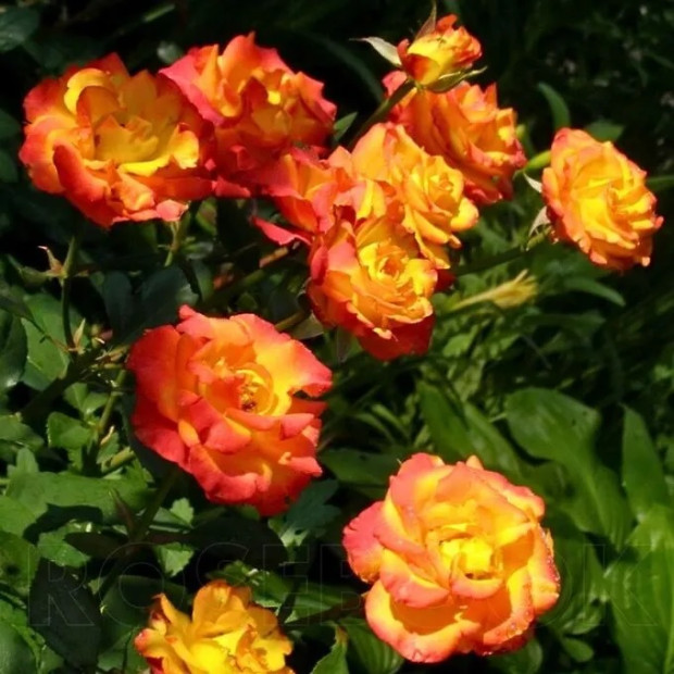 Фото 3. Роза 