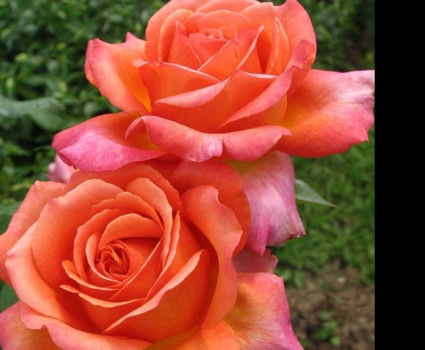 Роза Rene Goscinny в каталоге СЦ Корекозево