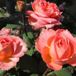 Миниатюра 3. Роза 