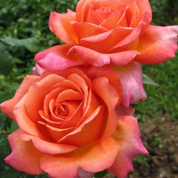 Фото 1. Роза 