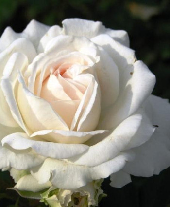 Роза Kosmos в каталоге СЦ Корекозево