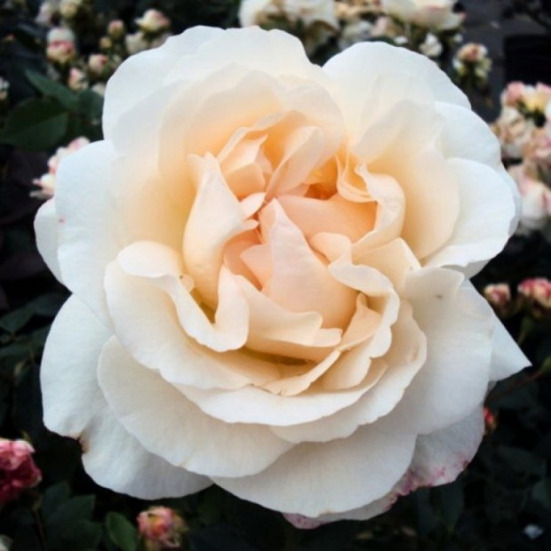 Фото 2. Роза 