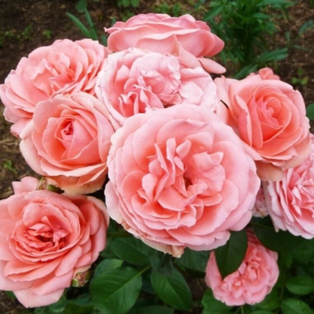 Фото 2. Роза 