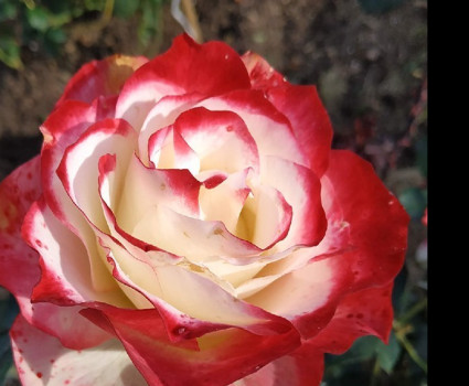 Роза Double Delight в каталоге СЦ Корекозево