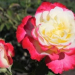 Миниатюра 3. Роза 