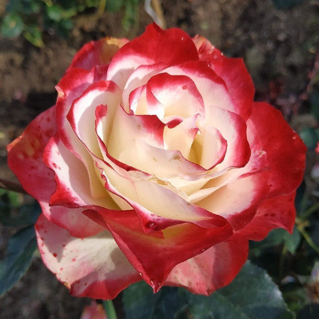 Фото 1. Роза 