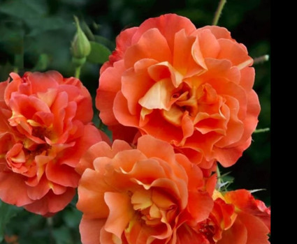 Роза Westerland в каталоге СЦ Корекозево