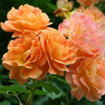 Миниатюра 3. Роза 