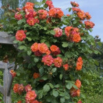 Миниатюра 2. Роза 