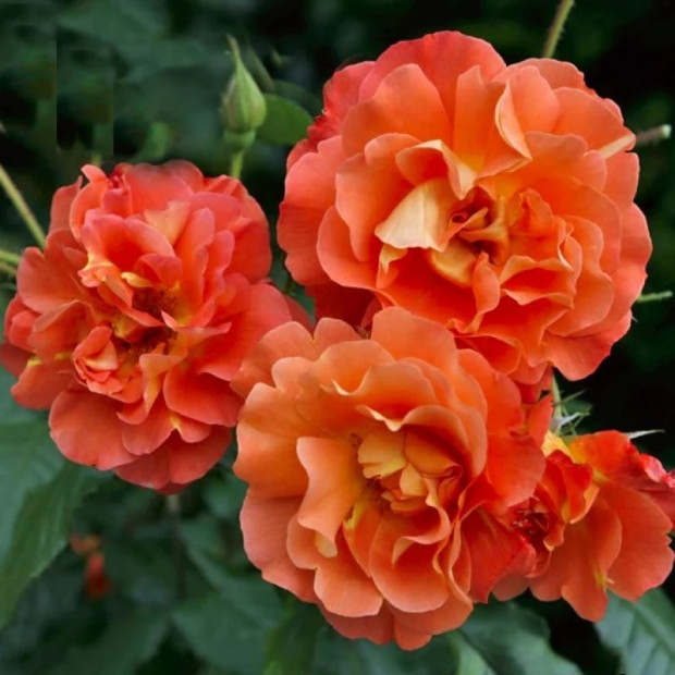 Фото 1. Роза 