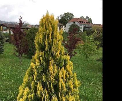 Туя западная Еллоу Риббон в каталоге СЦ Корекозево