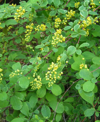 Барбарис корейский в каталоге СЦ Корекозево
