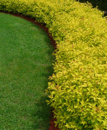 Спирея японская Голден Принцесс в каталоге СЦ Корекозево