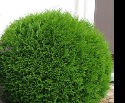 Туя западная Даника в каталоге СЦ Корекозево