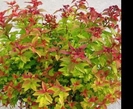 Спирея японская Голдфлейм в каталоге СЦ Корекозево