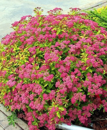 Спирея японская Голдфлейм в каталоге СЦ Корекозево