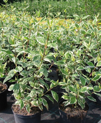 Дерен белый Сибирика Вариегата в каталоге СЦ Корекозево