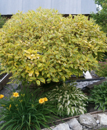 Дерен белый Спаети в каталоге СЦ Корекозево