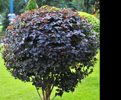 Пузыреплодник калинолистный Диаболо в каталоге СЦ Корекозево